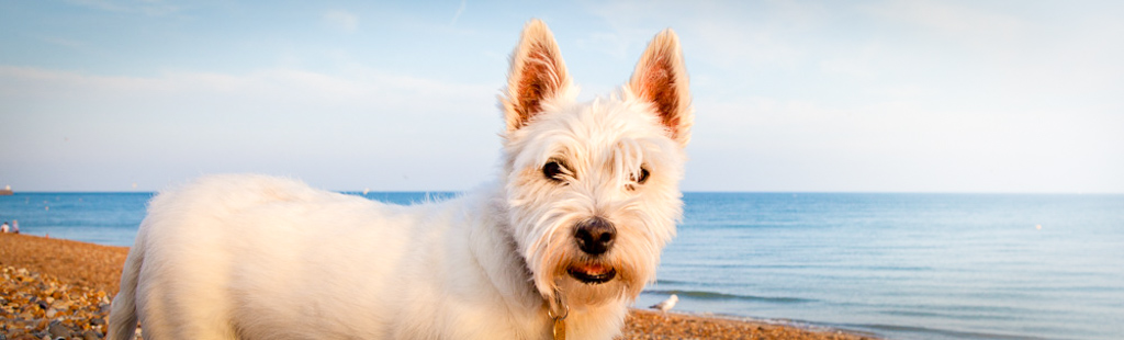Dog Training Brighton and Hove