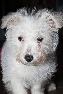 Edna as a puppy
